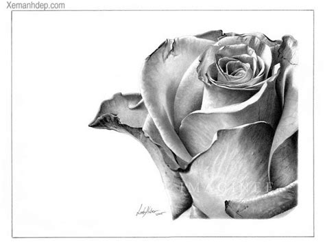 Amazing Pencil Art Photos Pencil Drawings Of Flowers
