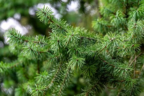 identify  common north american fir trees