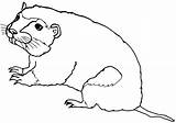Gopher Coloring Pages Print sketch template