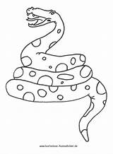 Schlange Ausmalen Schlangen Ausmalbild Bilder Malvorlage Kinderbilder Caillou Kaa Verwandt Für Einzigartig Dschungelbuch Klapperschlange sketch template