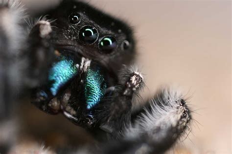 leap   world  jumping spiders science friday
