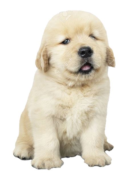 puppy blanco png pic png