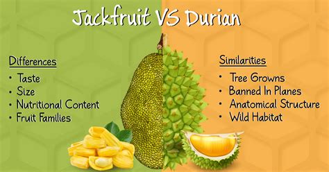 jackfruit  durian list  wont find  quora  facts