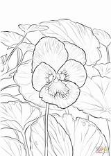Coloring Pansy Pages Garden Drawing Printable sketch template