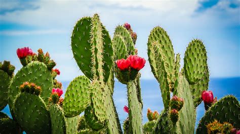 cactus grow flower  cactuses  slow grower cacti