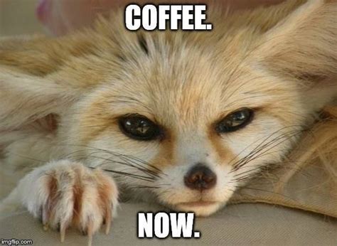 fox  laying     coffee