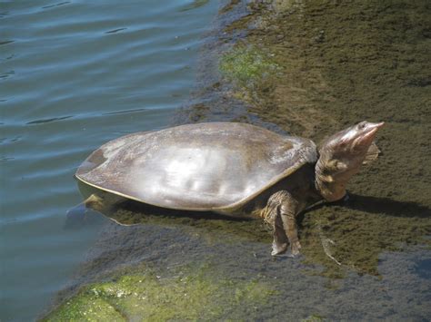 displaying largest turtle  pictures quality images  animal