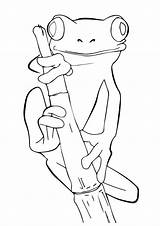 Momjunction Frogs Frosch Toad Colouring Coqui Delightful Rainforest Ausmalbilder Outline Frosk Toads Gaupe Lille Parentune Fargelegging Coloringbay Colorir sketch template