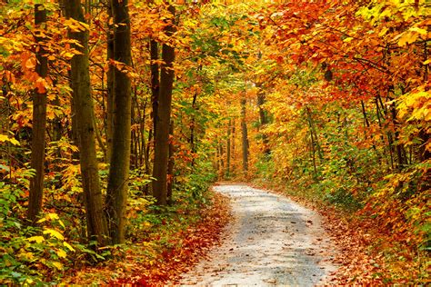 autumn fall tree forest landscape nature leaves wallpaper   wallpaperup