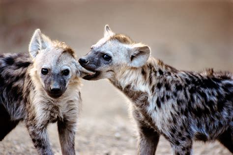 hyena pictures  wallpapers animals library
