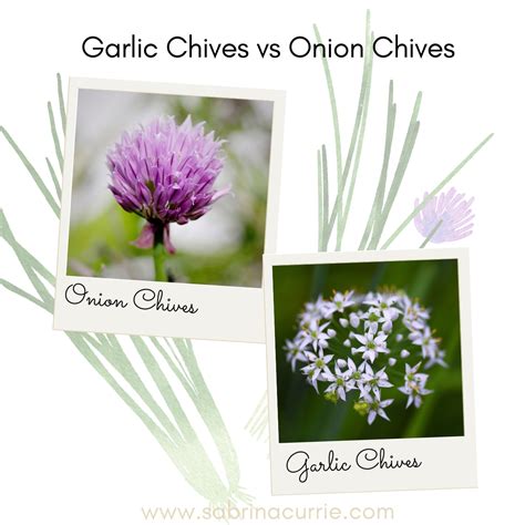 difference  garlic chives  onion chives west coast kitchen garden