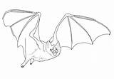 Coloring Bat Vampire Pages Drawing Common Bats Fruit Print Kids Realistic Sketch Color Printable sketch template