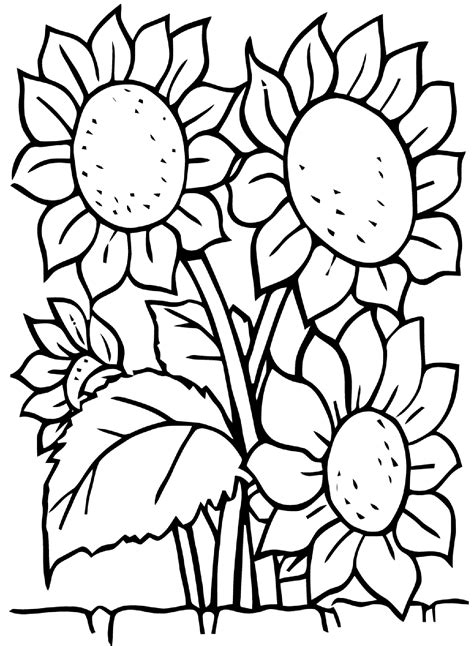 sunflowers flowers coloring pages  kids  print color