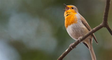 el canto de las aves como asombrosa forma de comunicacion vitakraft
