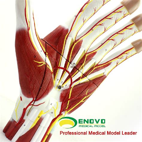 human hand anatomy with neurovascular model hand joint