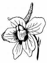 Larkspur Flower Coloring Pages Flowers Drawing Delphinium Tall Printable Quince Color Beautiful Print Elongatum Recommended Online Getdrawings Supercoloring Silhouettes sketch template