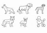 Razas Imprimir Perritos Husky Siberiano Dibujar Chihuahua Fotos Domésticos Mascota Actividades sketch template