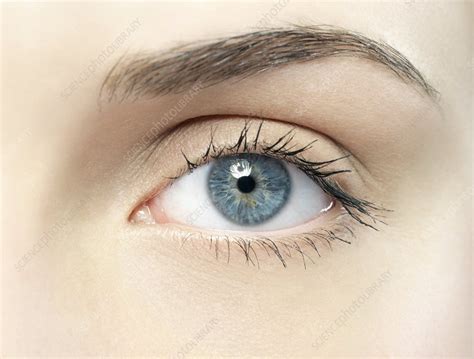 woman s eye stock image p420 0649 science photo library