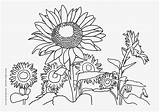 Coloring Sunflower Pages Kids Popular sketch template