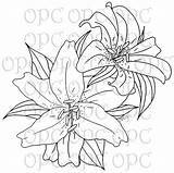 Stargazer Lilies Lily Flower Drawing Coloring Outline Tiger Calla Challenge Oriental Getdrawings Flowers Pages Stamp Digital Printable Color Blooming Patterns sketch template