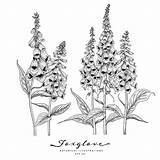Foxglove Drawn Botanical Vecteezy Decorativo Aislado Dibujado Dedalera sketch template