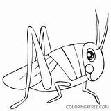 Locust Grasshopper Coloring4free Clipground sketch template