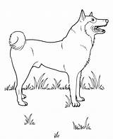 Spitz Dog Finnish Breed Pages2color Animals Dogs Pages Coloring Cookie Copyright Basenji sketch template