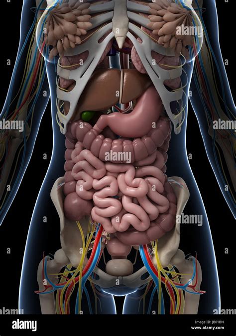 Diagram Of Internal Organs Female Female Reproductive System Internal