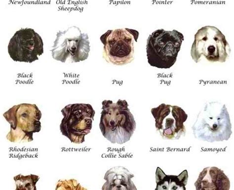medium dog breeds list  pictures dog breeders guide