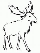Elk Coloring Pages Moose Outline Bull Drawing Printable Clip Cliparts Color Print Draw Kids Getdrawings Simple Para Desenhos Animal Template sketch template