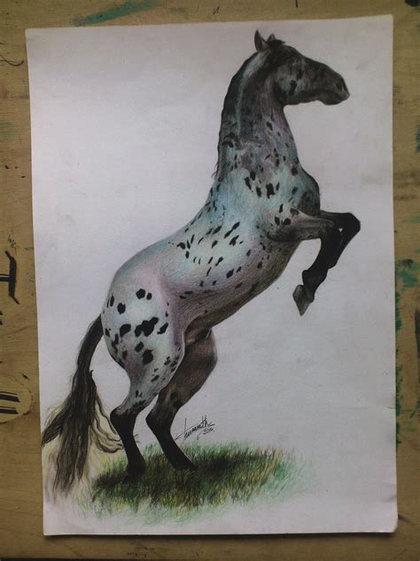 horse drawing  colored pencils  request  turanneth  deviantart