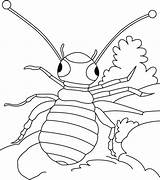 Coloring Pages Louse Lice Warrior Roams Loose Template sketch template