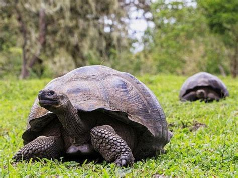 Galapagos Giant Tortoises Make A Comeback Thanks To Innovative