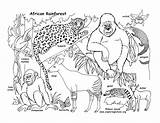 Rainforest Regenwald Ausmalbilder Habitat Coloringnature Labeled Malvorlagen Exploringnature Regenwaldes Konabeun Labeling Wild Sheets Malbuch Vorlagen sketch template