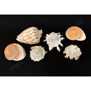 assorted shells   cm  length natural history industry science technology