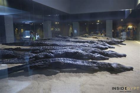 The Crocodile Museum In Kom Ombo Inside Egypt