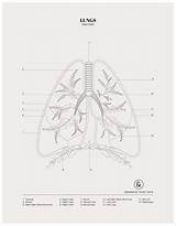 Lungs Duvet Justcolorr sketch template