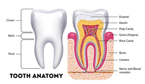 anatomy   tooth   parts arc dental