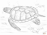 Turtle Coloring Sea Pages Realistic Green Drawing Printable Outline Turtles Adult Adults Leatherback Sketch Color Drawings Getdrawings Kids Sheets Print sketch template
