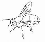 Bee Biene Colouring Ausmalbild Insect Bestcoloringpagesforkids Erste sketch template