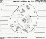 Cell Animal Diagram Quiz Worksheet Coloring Cells Printable Label Worksheets Blank Answers Pages Kids Anatomy Unlabeled Labels Parts Human Printables sketch template