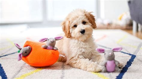 interactive dog toys   reviewed