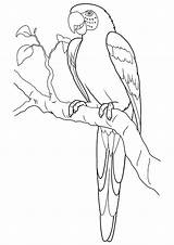 Macaw Hyacinth Branch Coloring Pages Categories sketch template
