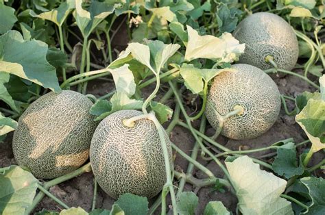 plant grow  harvest cantaloupes  summer melons
