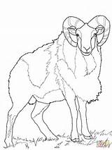 Sheep Coloring Mouflon Wild Pages Bighorn Printable Mountain Rocky Color Drawing Supercoloring Animal Colouring Version Click Categories sketch template