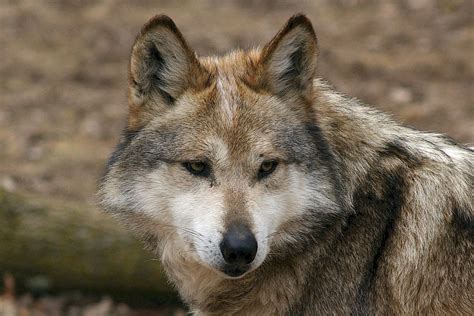 recover  mexican gray wolf