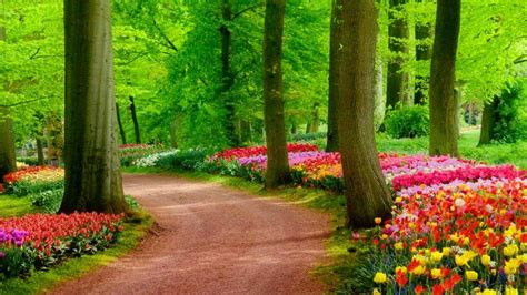 sand road  beautiful garden  green trees  colorful flowers