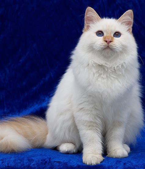 incredibly cool white cat facts  wow  friends