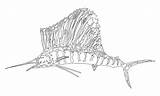 Swordfish Sailfish Coloringbay Paintingvalley sketch template