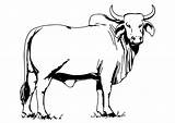 Coloring Bull Brahman Printable Pages sketch template